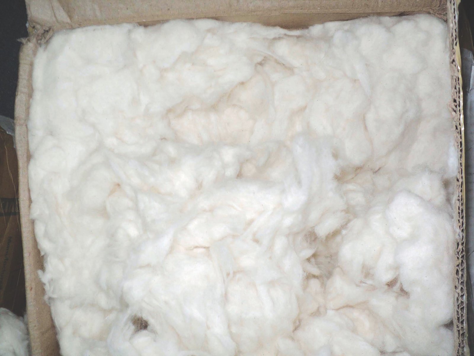 Cotton Fibres